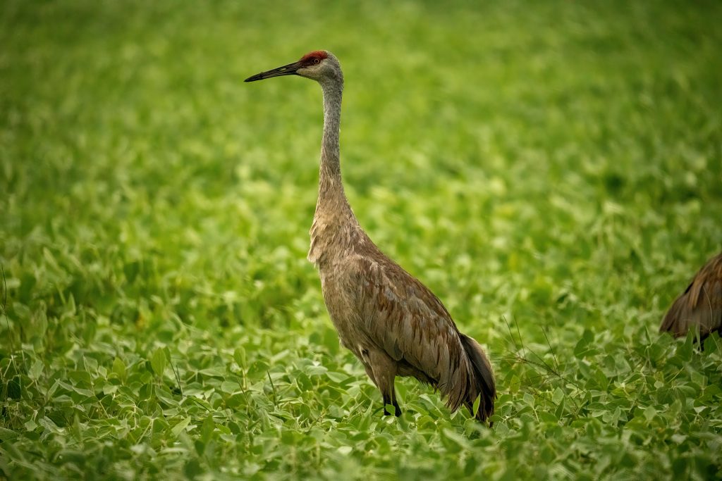 Sandhill crane in Welaka Florida