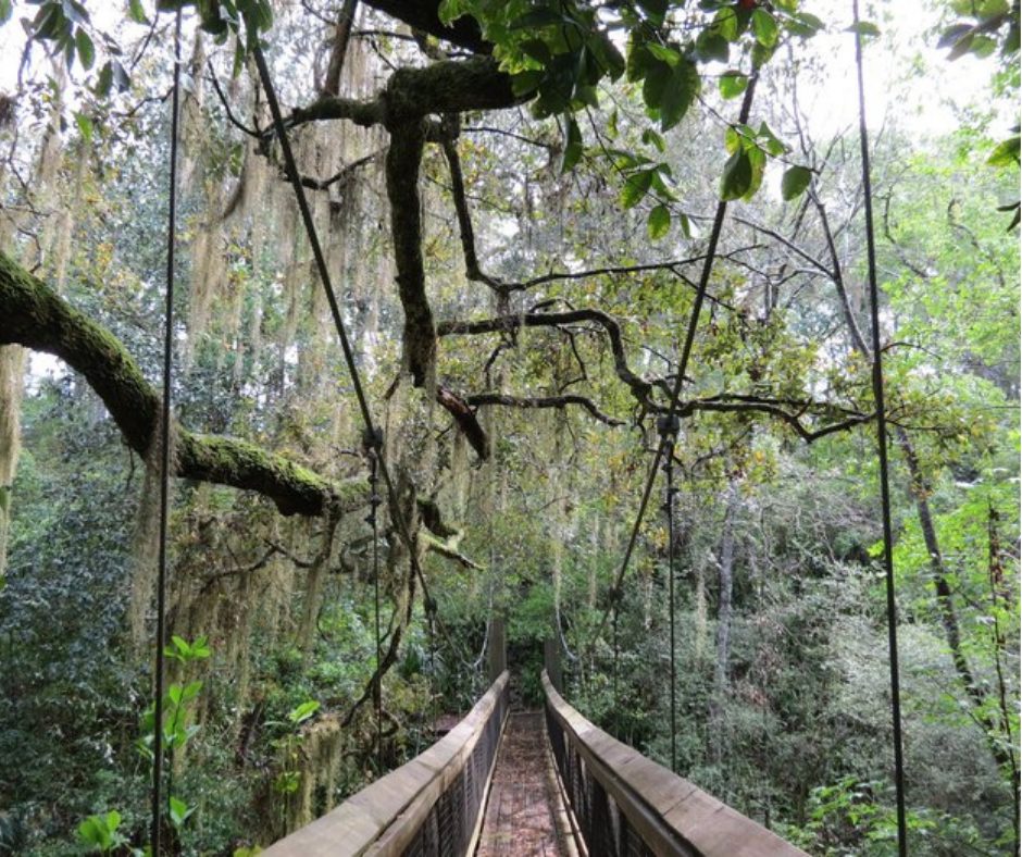 Suspension bridge at Ravine Gardens State Park in Palatka Florida.